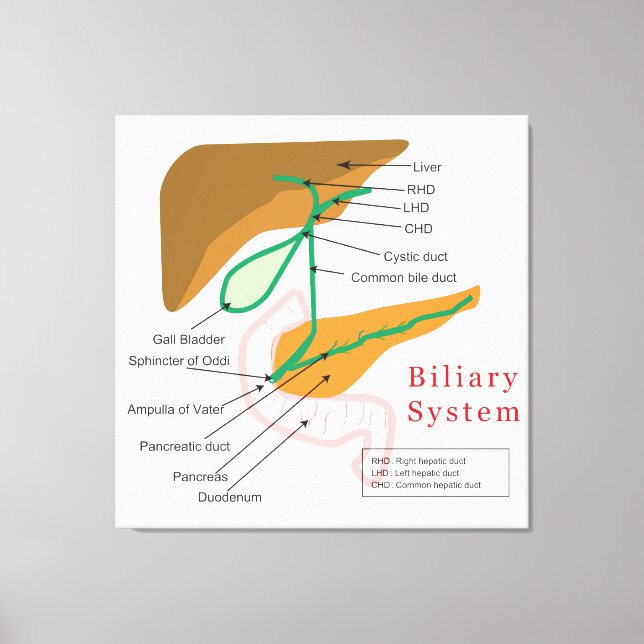 Biliary System Diagram Chart Bile Duct Canvas Print (Front)