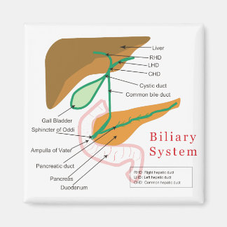 Biliary System Diagram Chart Bile Duct Magnet