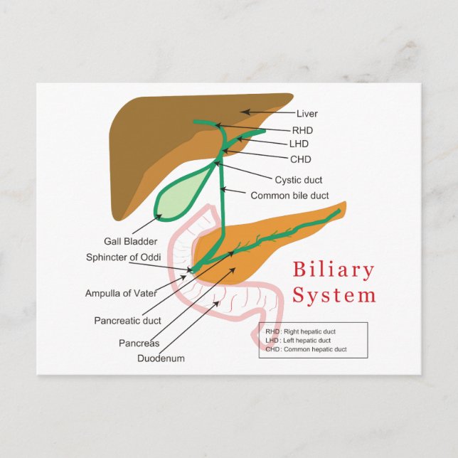 Biliary System Diagram Chart Bile Duct Postcard (Front)