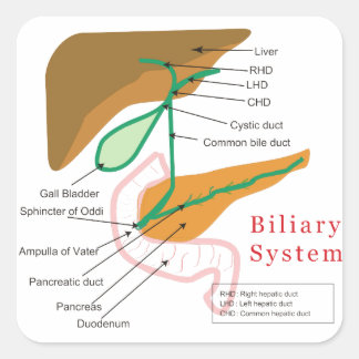 Biliary System Diagram Chart Bile Duct Square Sticker