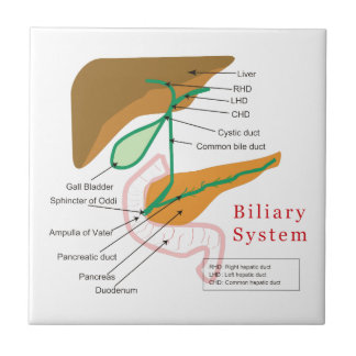 Biliary System Diagram Chart Bile Duct Tile