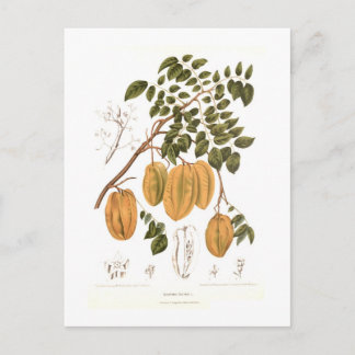 Bilimbi Postcard