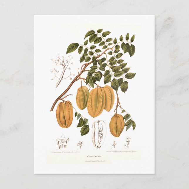 Bilimbi Postcard (Front)