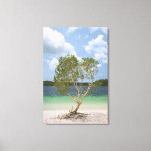BILLABONG TREE 24x36 Canvas Print