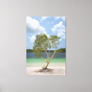 BILLABONG TREE 40x60 Canvas Print