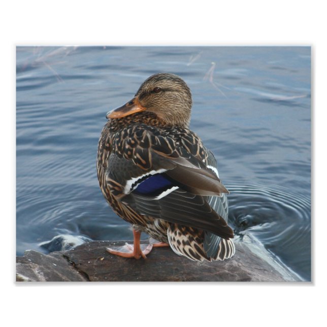 Bill's Duck Photo Print (Front)
