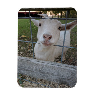 Billy goat magnet