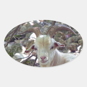 Billy Goat Oval Sticker