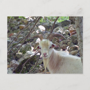 Billy Goat Postcard