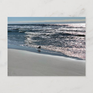 Biloxi Seagull Nature Photography Postcard