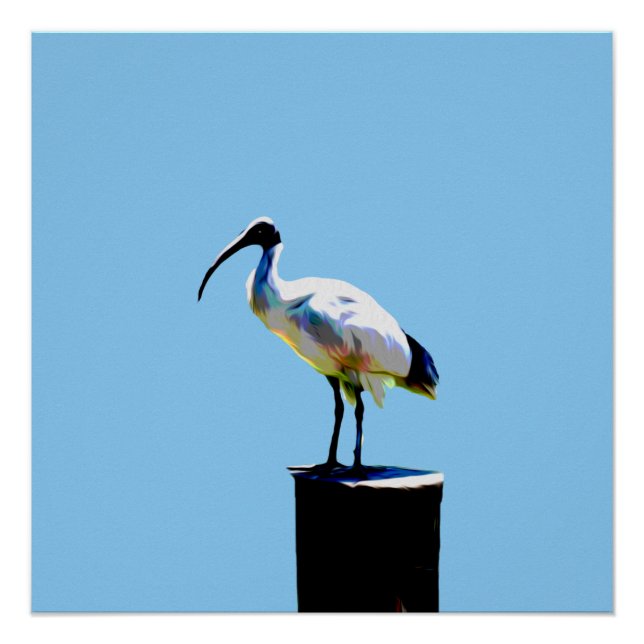 Bin Chicken, (Ibis) Oil Paint Glossy Poster (Front)