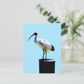 Bin Chicken, (Ibis) Oil Paint, Postcard