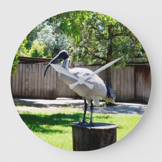 Bin Chicken (ibis) On A Tree Stump,    Large Clock (Front)