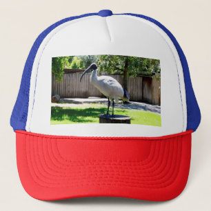 Bin Chicken (ibis) On A Tree Stump,    Trucker Hat