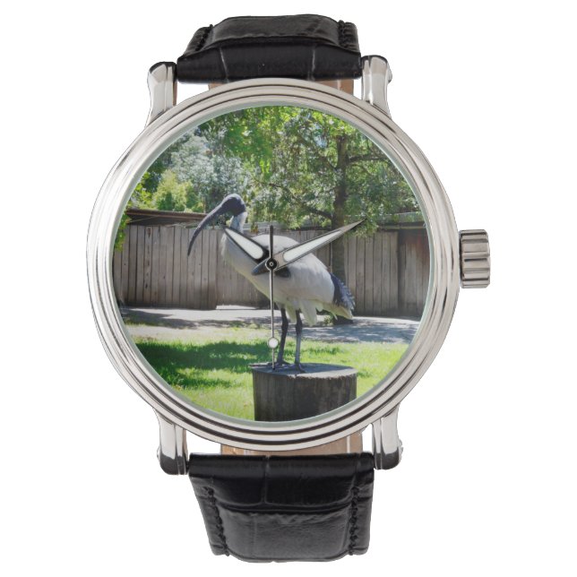 Bin Chicken (ibis) On A Tree Stump,   Watch (Front)