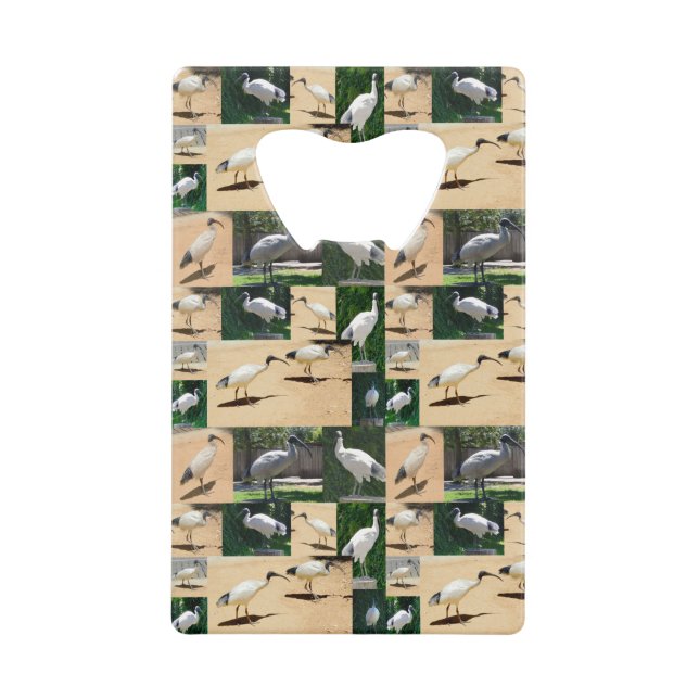 (Bin Chicken) Ibis Photo Collage,  (Front)