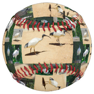 Bin Chicken (Ibis) Photo Collage, Softball