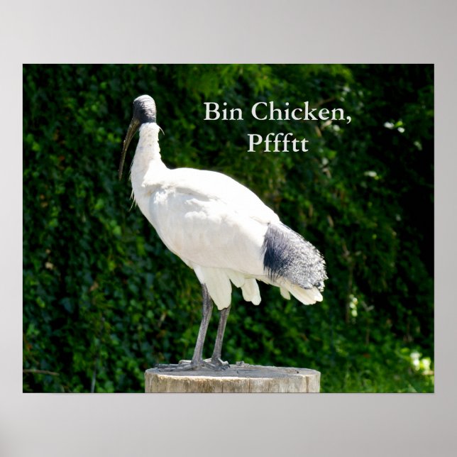 Bin Chicken Pfftt (Ibis) Poster (Front)