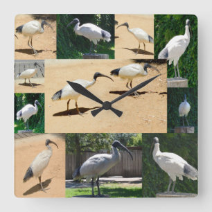 Bin Chicken Photo Collage, Wall Clock