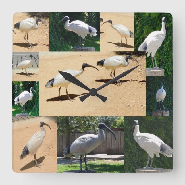 Bin Chicken Photo Collage, Wall Clock (Front)
