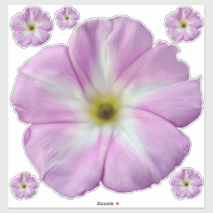 Bindweed #1