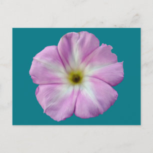 Bindweed #1 postcard