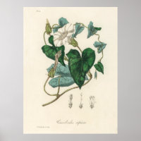 Bindweed (Convolvulus sepium)  from Medical Botany