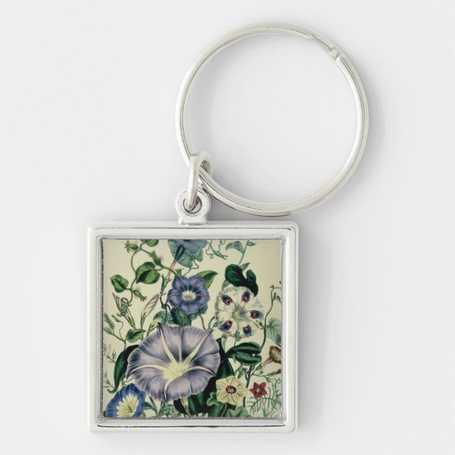 Bindweed, plate 26 from 'The Ladies Key Ring (Front)