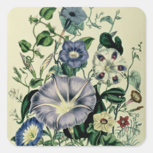 Bindweed, plate 26 from 'The Ladies Square Sticker