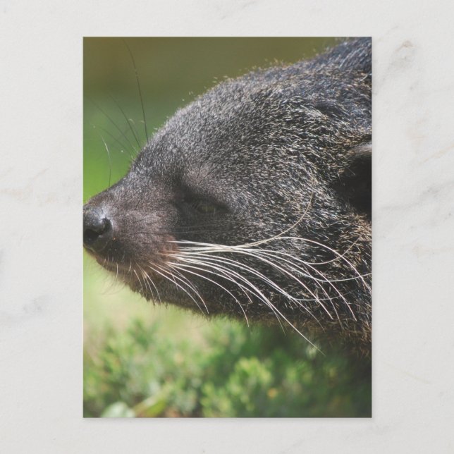 Binturong Bear Postcard (Front)