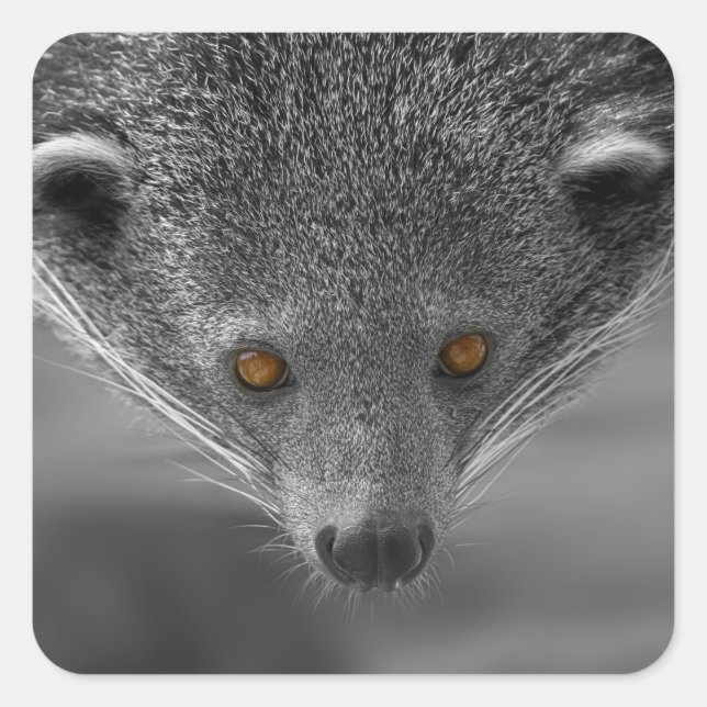 Binturong Looking At You Square Sticker (Front)