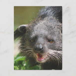 Binturong Postcard