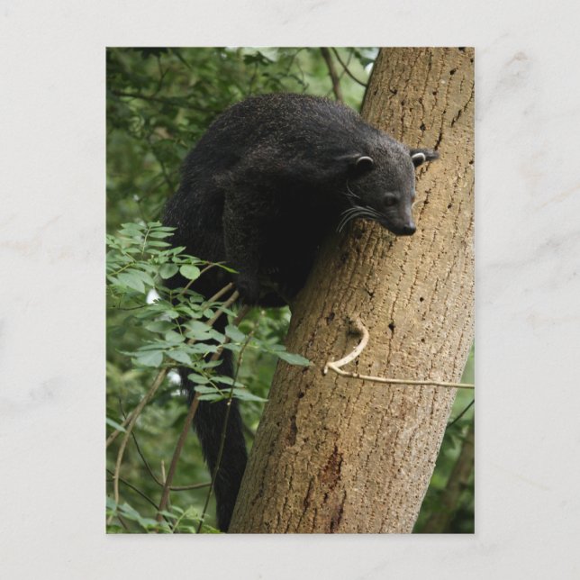 Binturong postcard (Front)