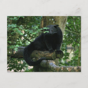 Binturong postcard