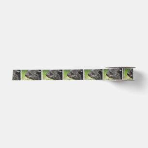 Binturong Satin Ribbon