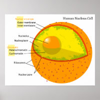 Biological Diagram of a Human Cell Nucleus