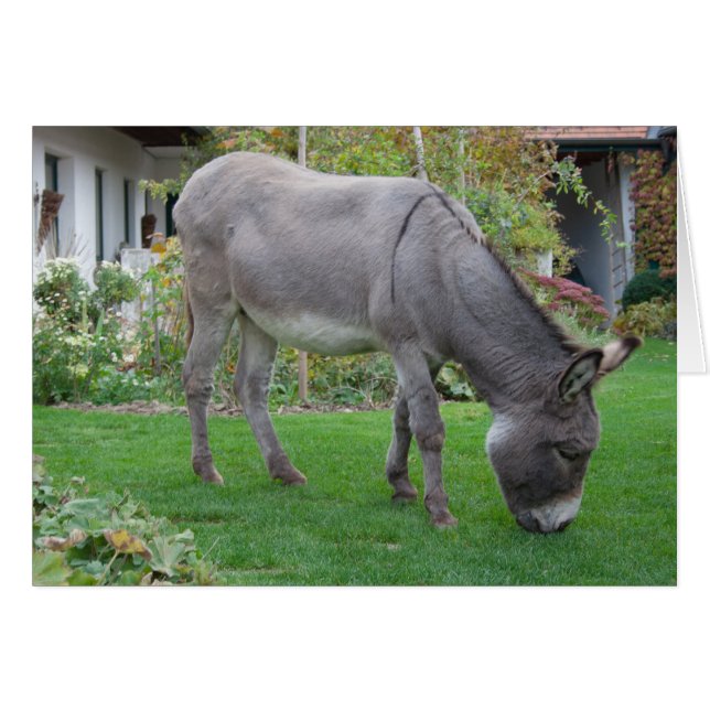 Biological Lawn-Mower On Four Hooves (Front Horizontal)