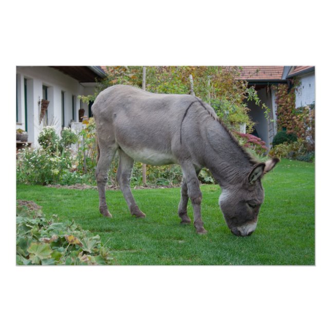 Biological Lawn-Mower On Four Hooves Poster (Front)