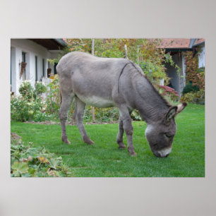 Biological Lawn-Mower On Four Hooves Poster