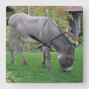 Biological Lawn-Mower On Four Hooves Square Wall Clock