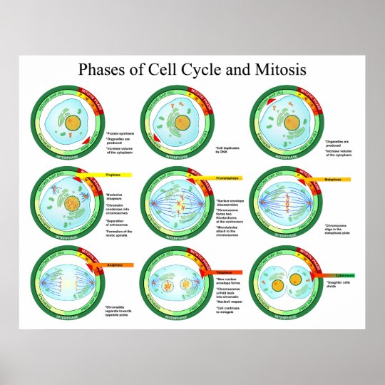 Mitosis Chart