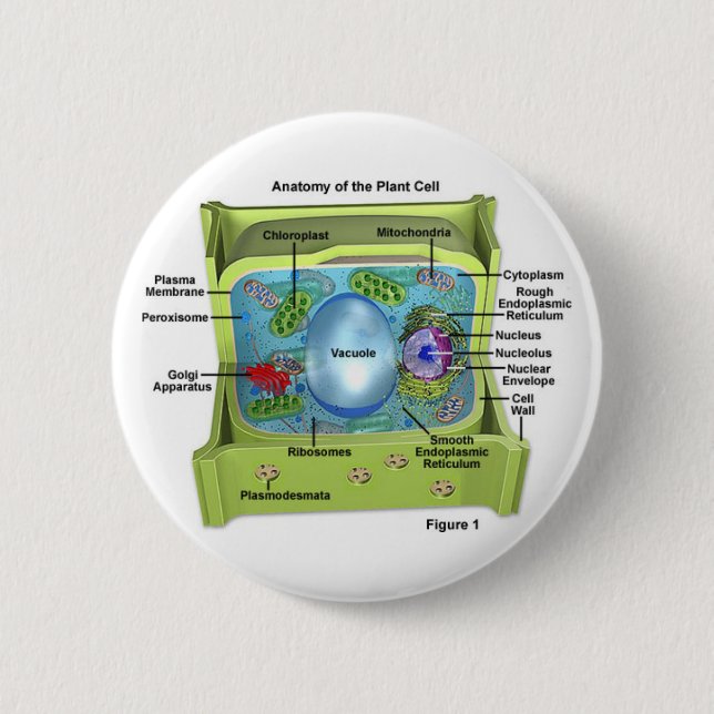 Biology 6 Cm Round Badge (Front)