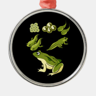 Biology - Frog Lifecycle Metal Tree Decoration
