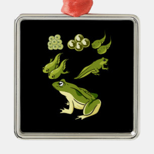 Biology - Frog Lifecycle Metal Tree Decoration