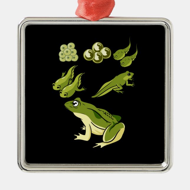 Biology - Frog Lifecycle Metal Tree Decoration (Front)