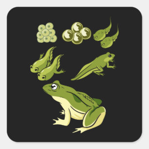 Biology - Frog Lifecycle Square Sticker