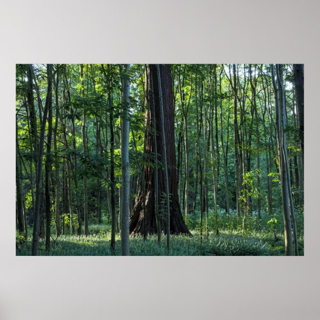 Birch and Beech Trees with Redwood Tree Poster (Front)