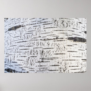 Birch bark pattern poster