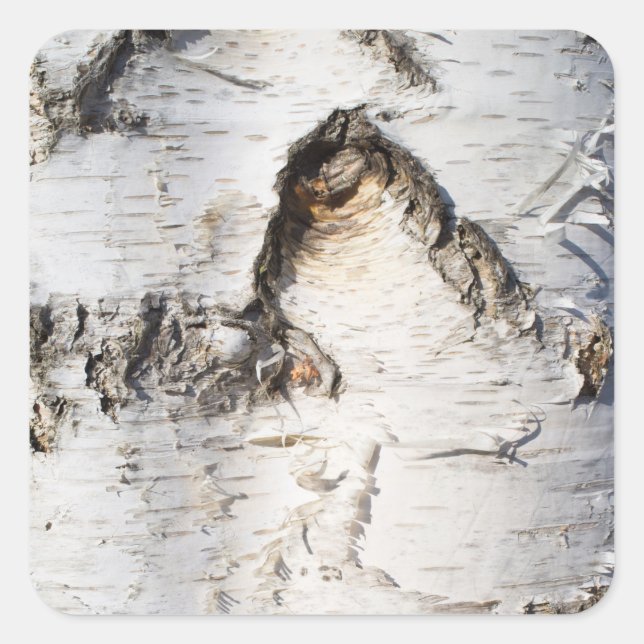 Birch bark pattern square sticker (Front)