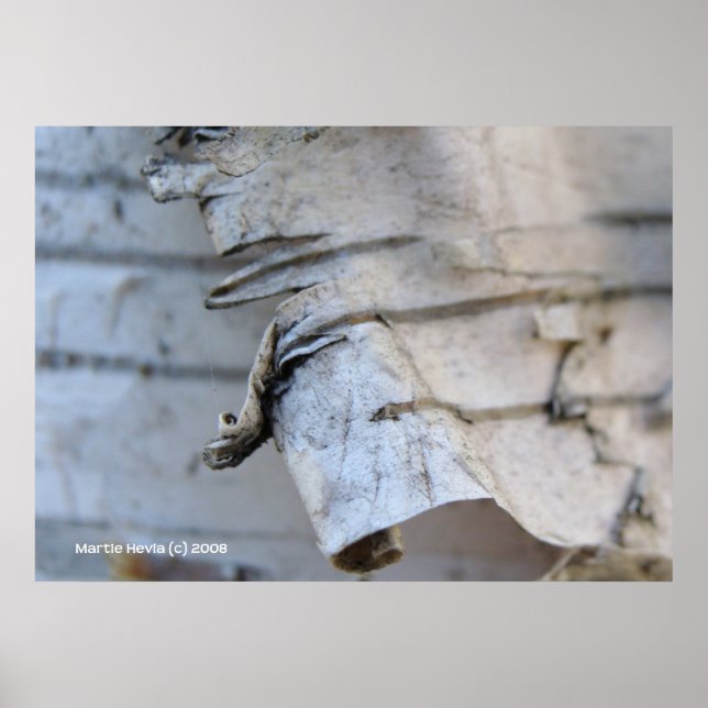 Birch Bark Poster (Front)